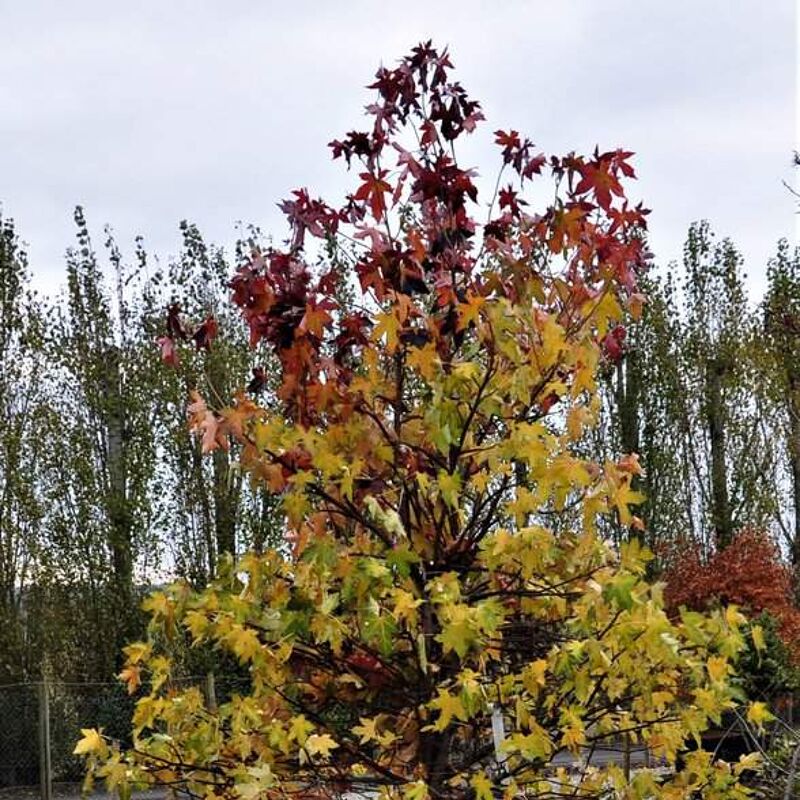 Liquidambar styraciflua 6-8 LS